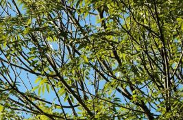 Dele se besplatne sadnice belog jasena u Beočinu, prijave u toku