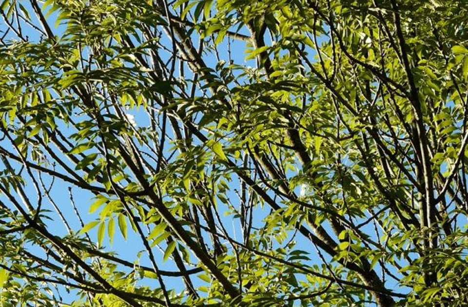 Dele se besplatne sadnice belog jasena u Beočinu, prijave u toku